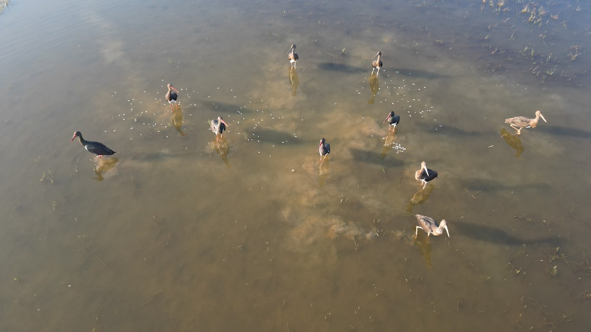 Black Stork - ML647407853