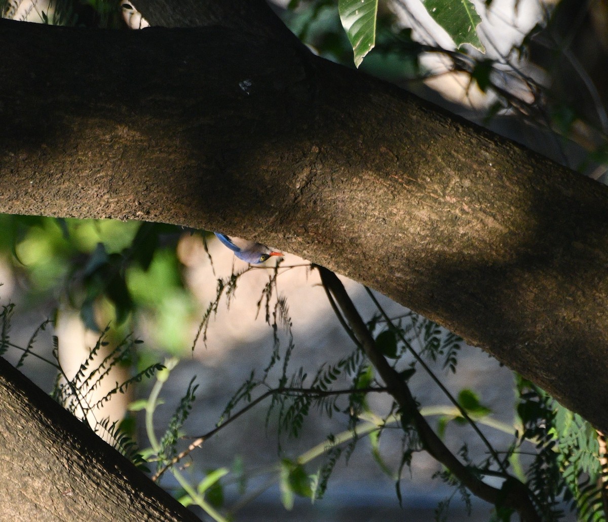 Velvet-fronted Nuthatch - ML647407859