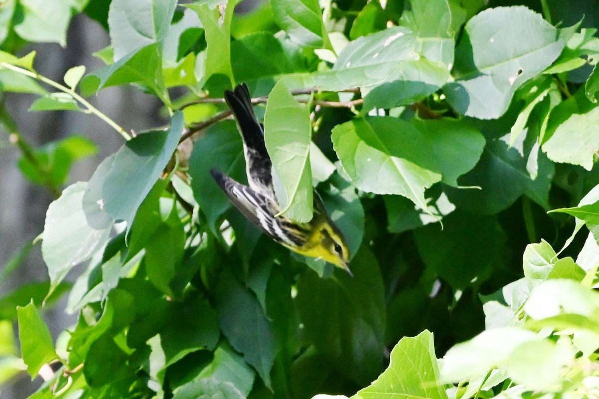Blackburnian Warbler - ML647407860