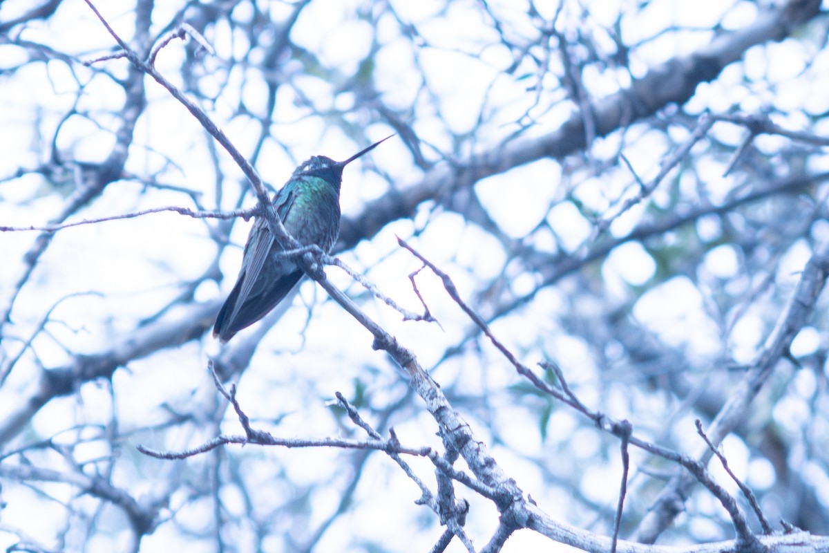 Rivoli's Hummingbird - ML647407861