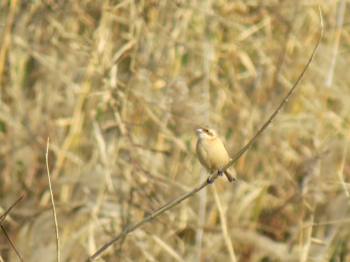 Chinese Penduline-Tit - ML647407863