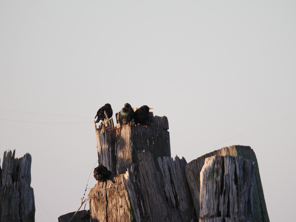 ホシムクドリ - ML647407866