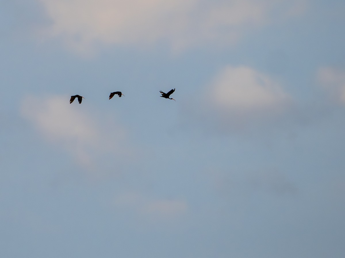 Ібіс чорний - ML647407870