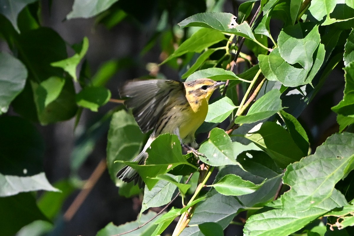 Blackburnian Warbler - ML647407871