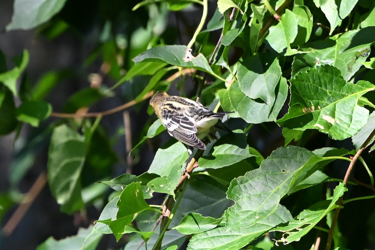 Blackburnian Warbler - ML647407875