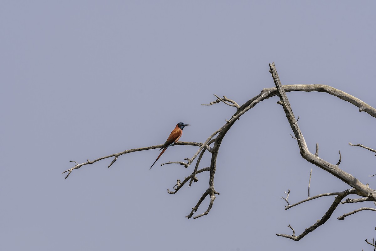 שרקרק ורוד - ML647407877