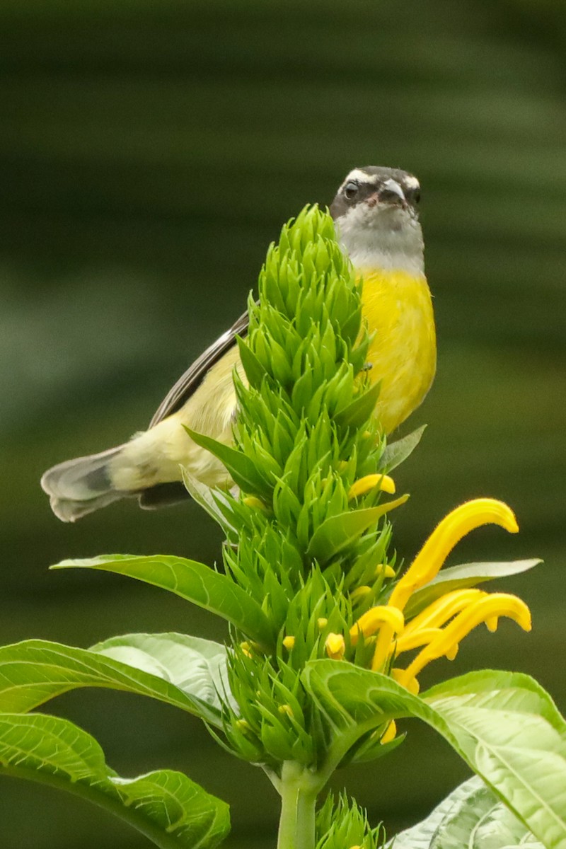 Sucrier à ventre jaune - ML647407878
