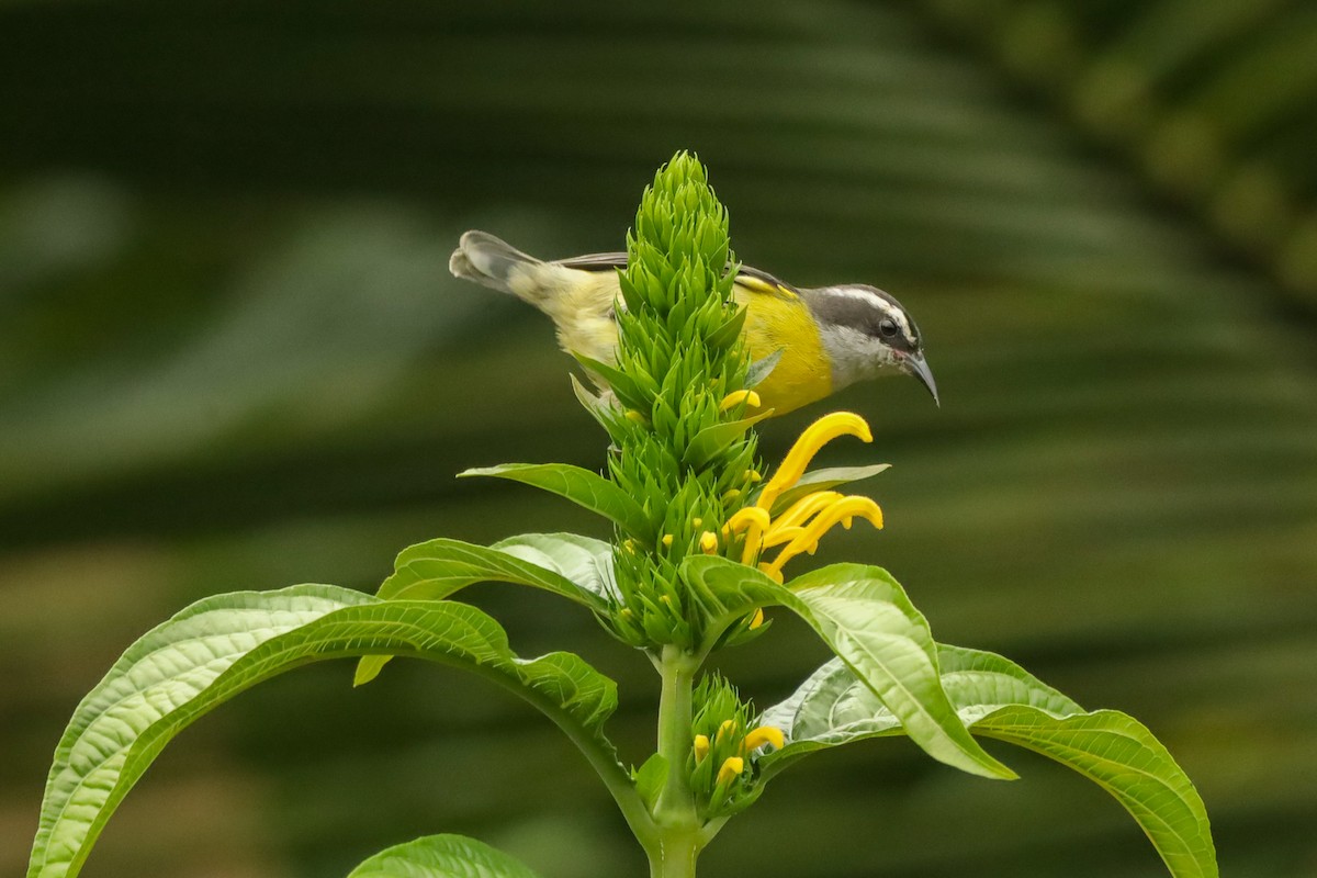 Sucrier à ventre jaune - ML647407879