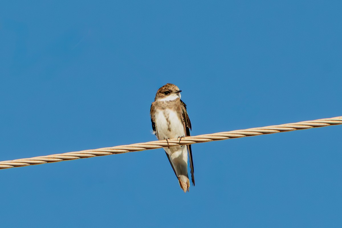Bank Swallow - ML647407882