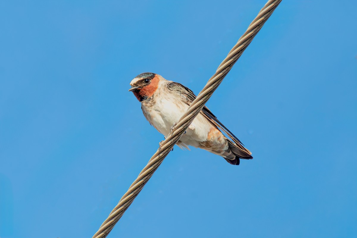 סנונית אמריקנית - ML647407884