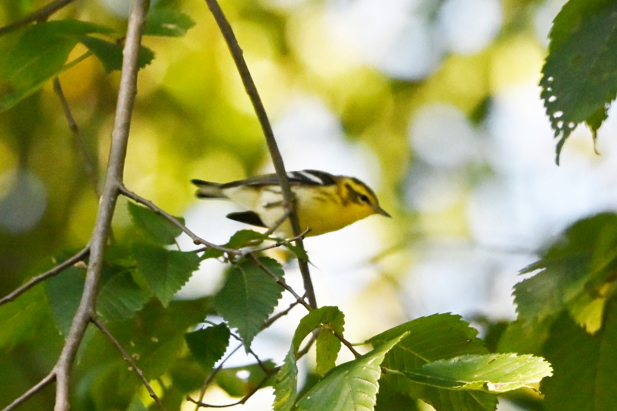 Blackburnian Warbler - ML647407911