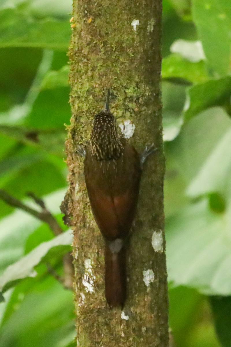 Cocoa Woodcreeper - ML647407917