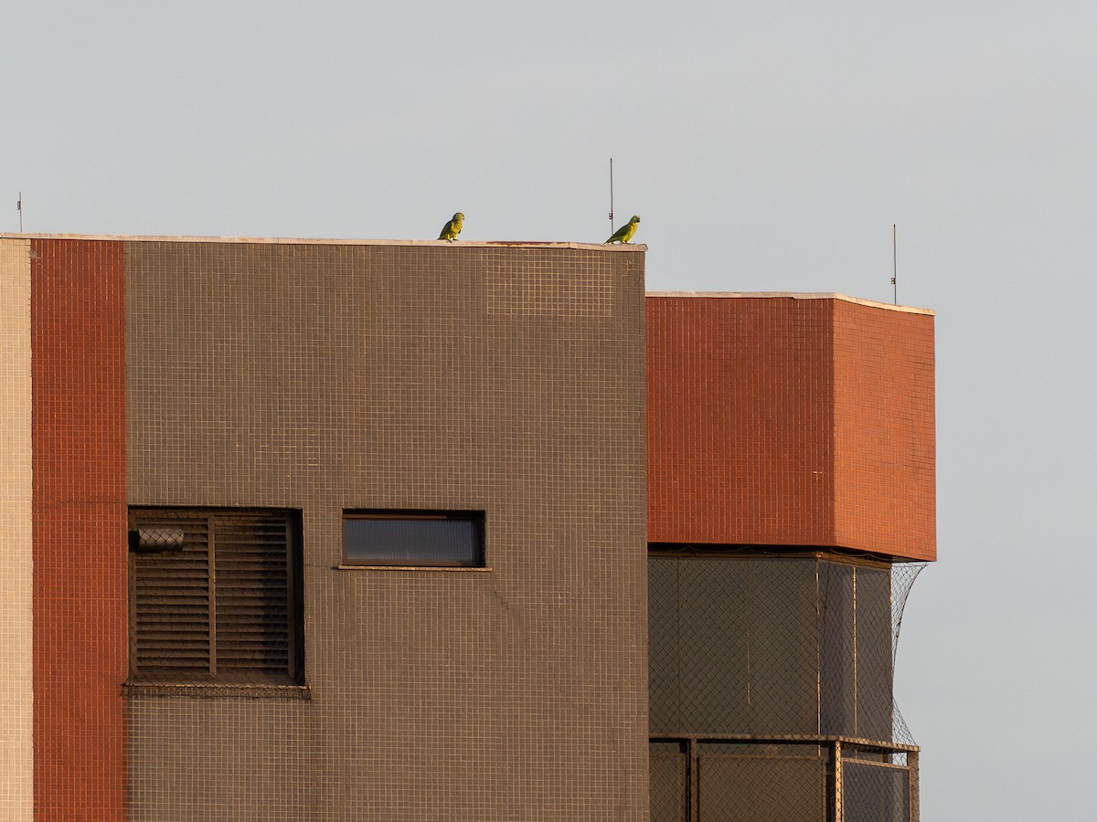 Turquoise-fronted Amazon - ML647407920