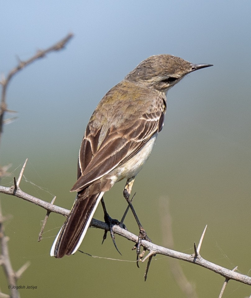 Western Yellow Wagtail - ML647407946