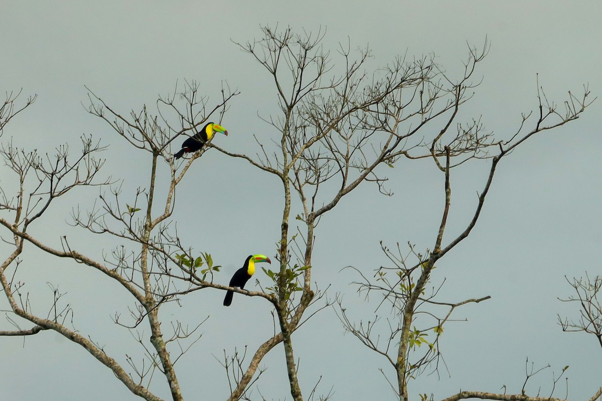 tukan středoamerický - ML647407949