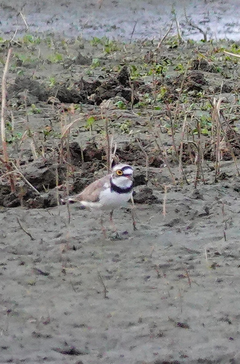 小環頸鴴 - ML647407957