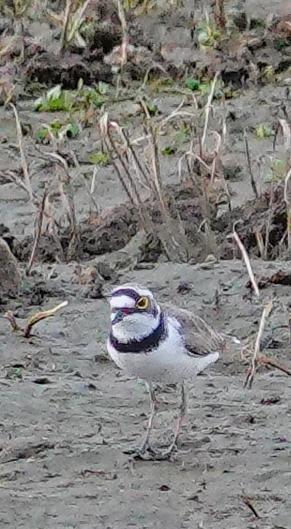 小環頸鴴 - ML647407958