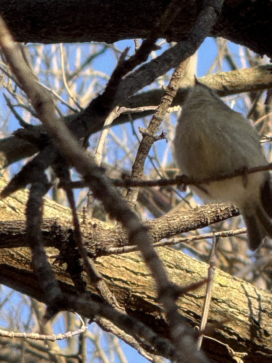 Golden-crowned Kinglet - ML647407959