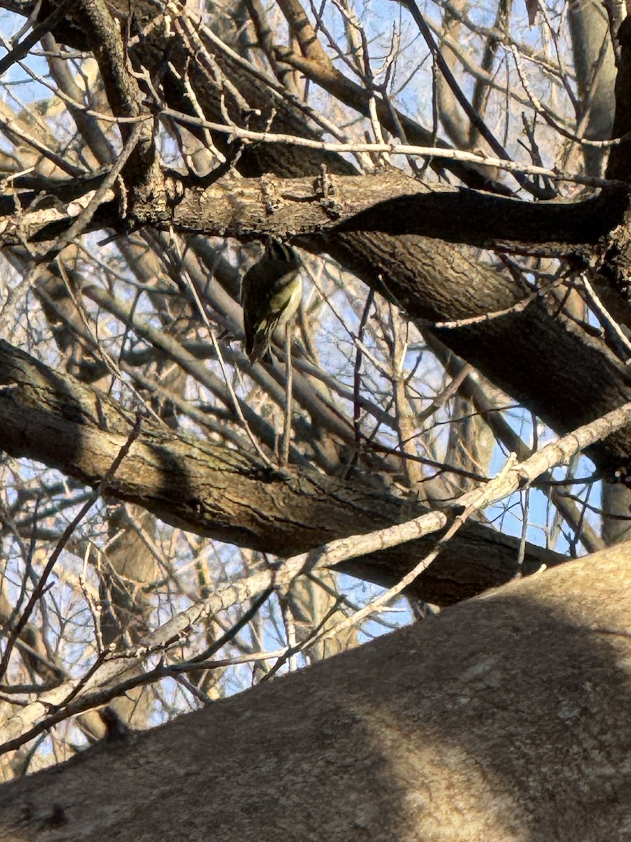 Golden-crowned Kinglet - ML647407960