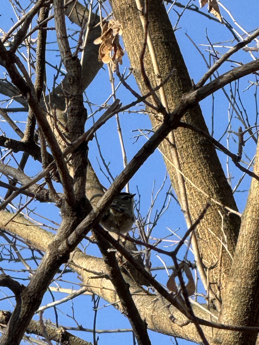 Golden-crowned Kinglet - ML647407961