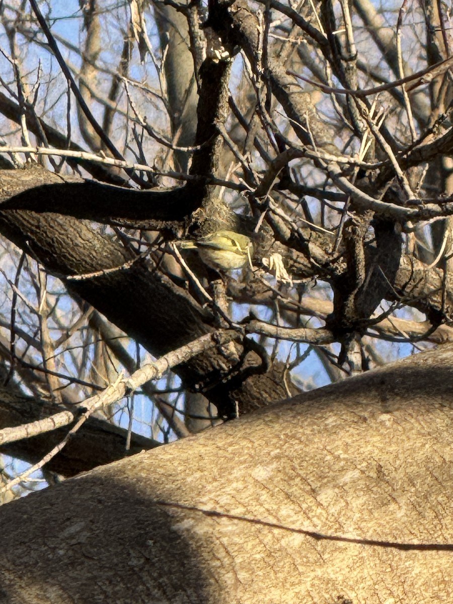 Golden-crowned Kinglet - ML647407962