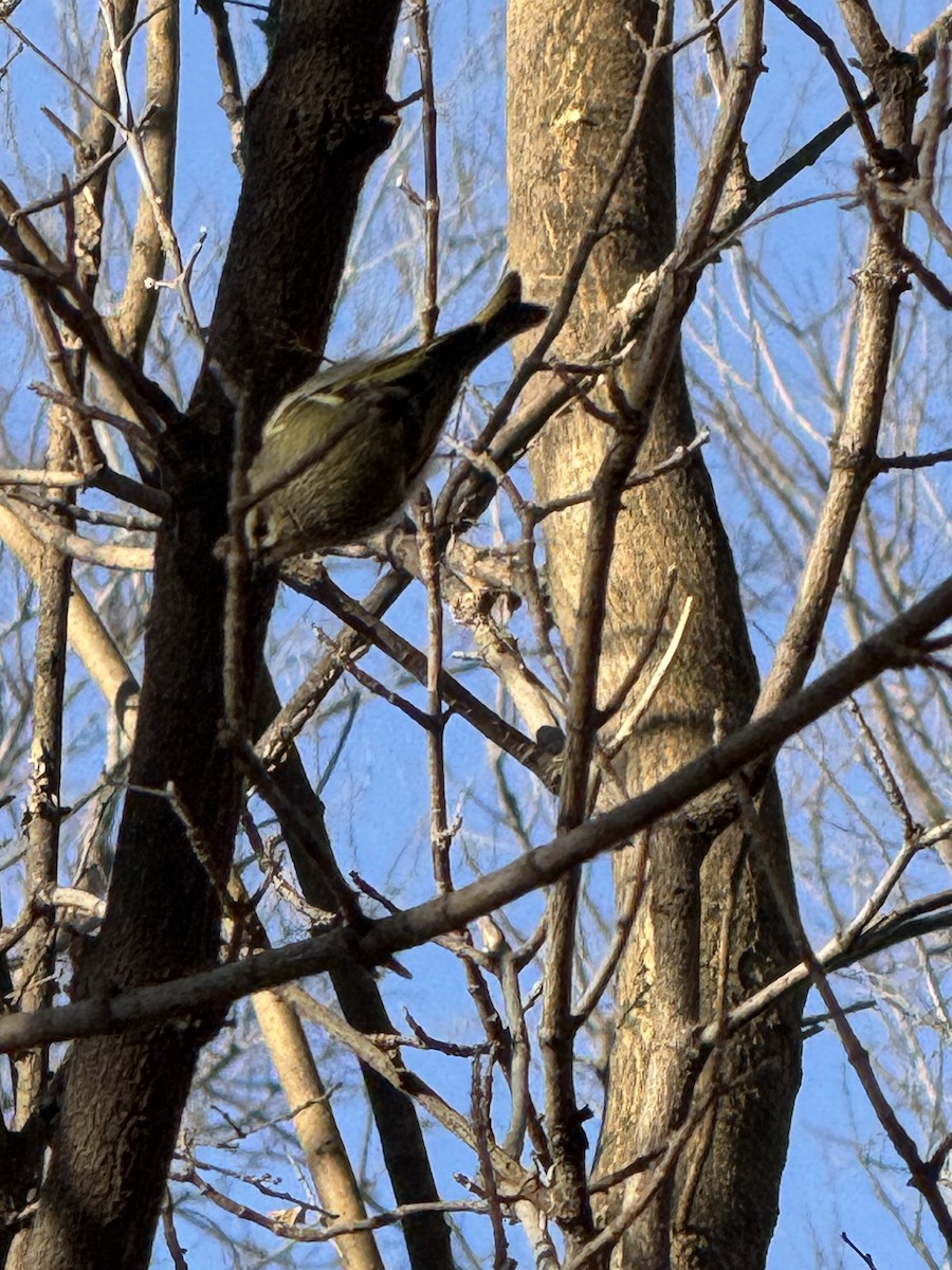 Golden-crowned Kinglet - ML647407963