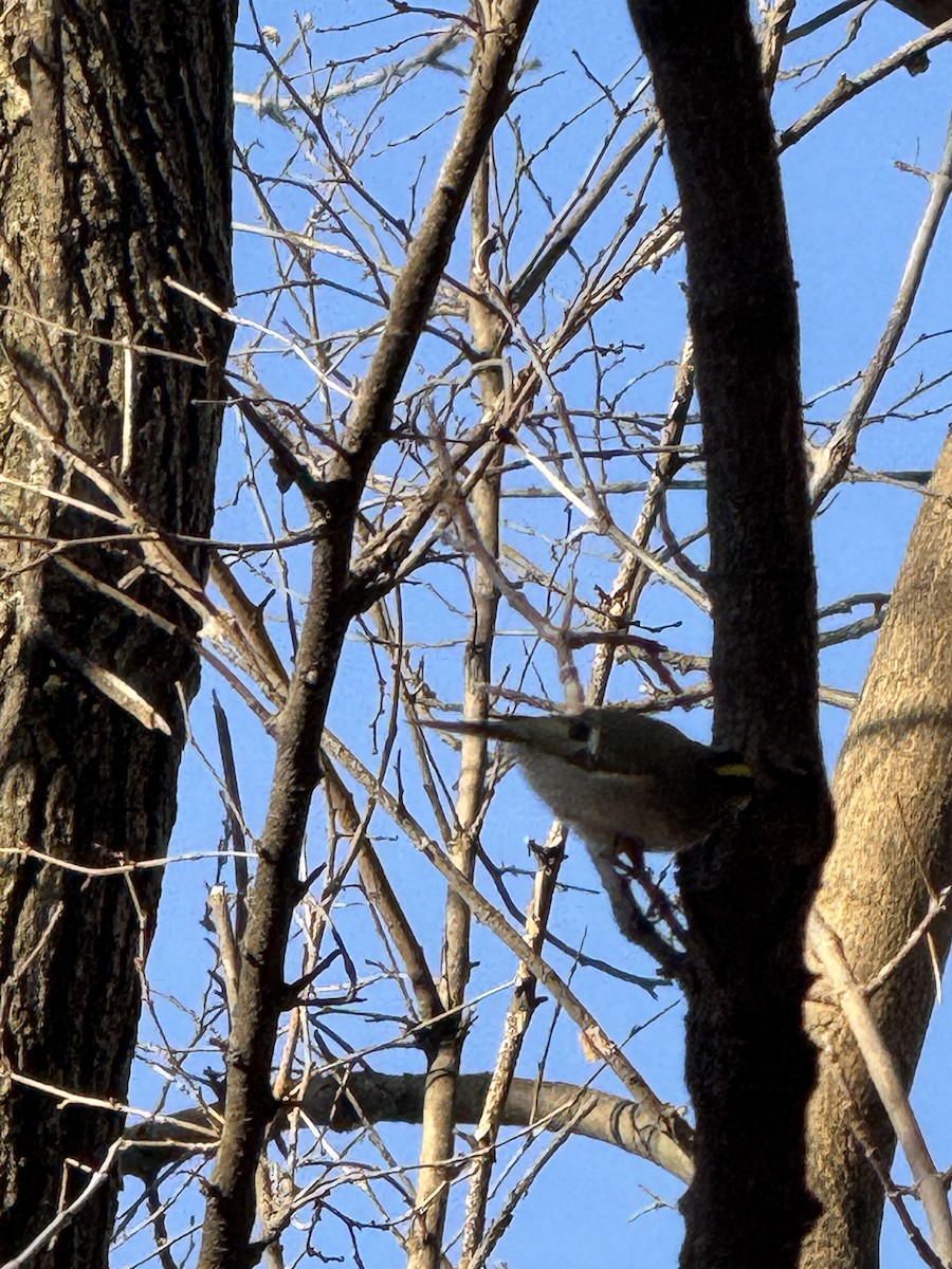 Golden-crowned Kinglet - ML647407964