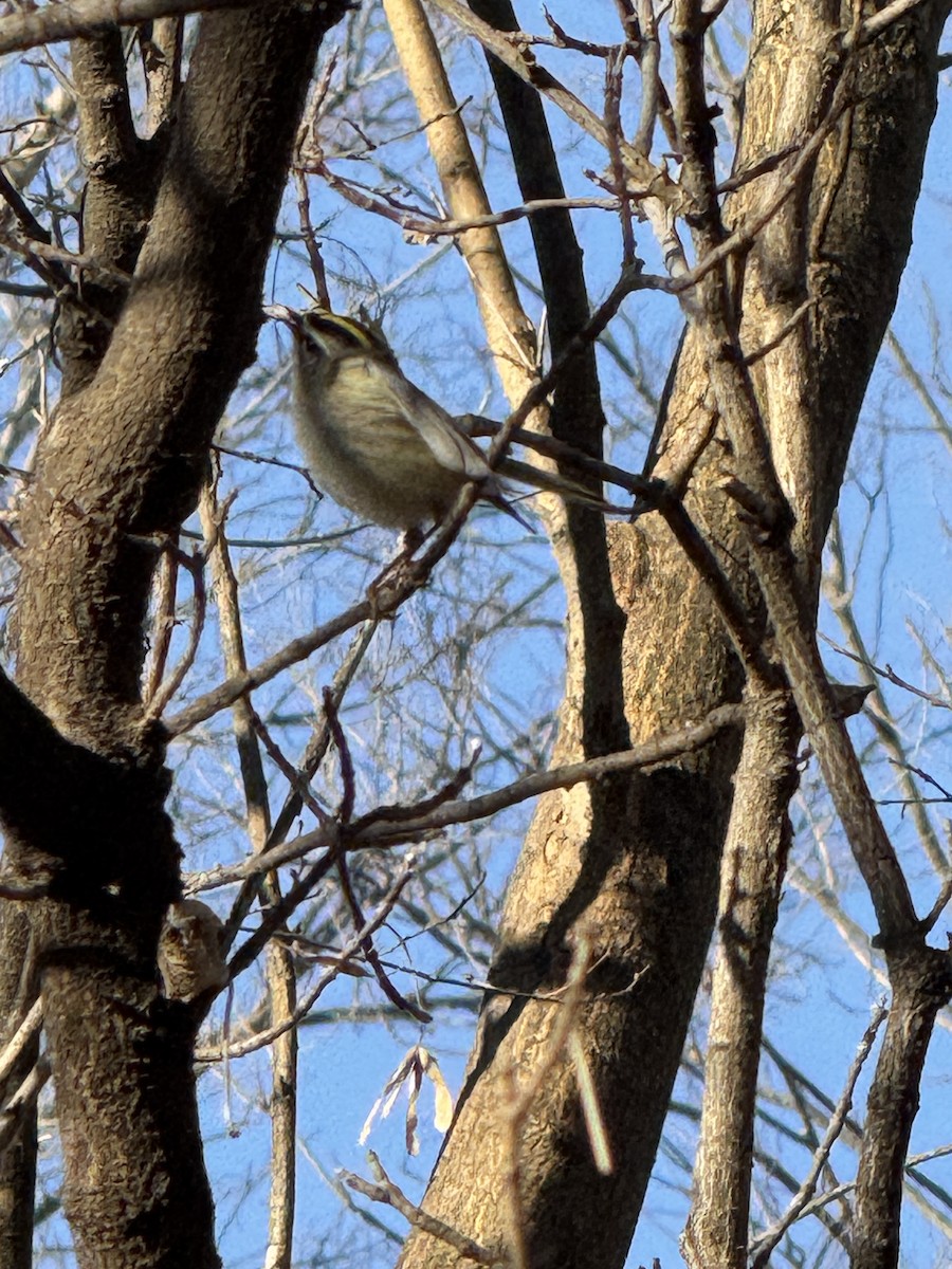 Golden-crowned Kinglet - ML647407965