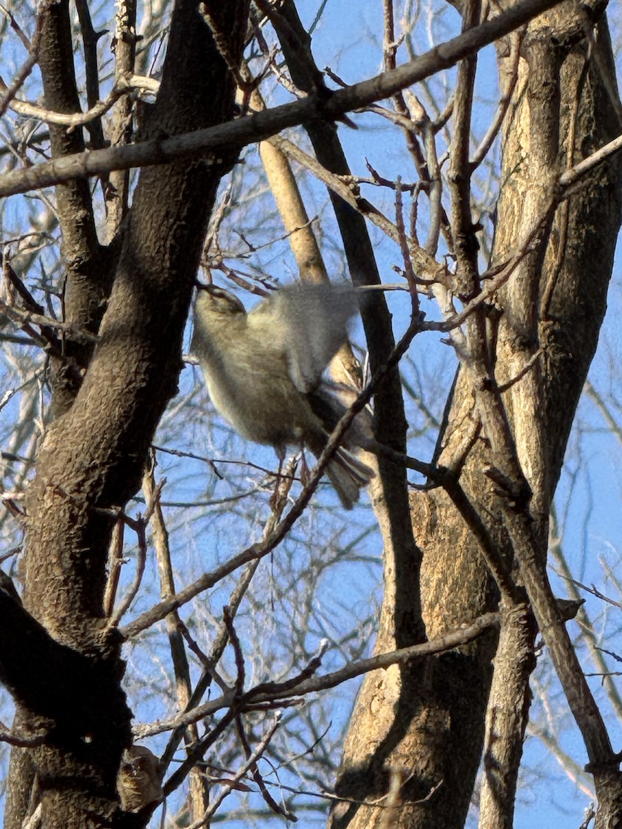 Golden-crowned Kinglet - ML647407966