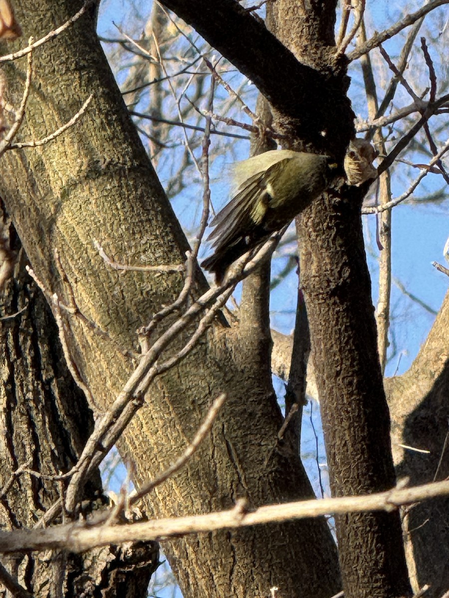 Golden-crowned Kinglet - ML647407967