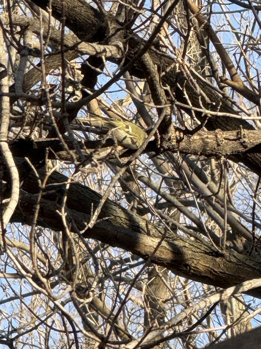 Golden-crowned Kinglet - ML647407968