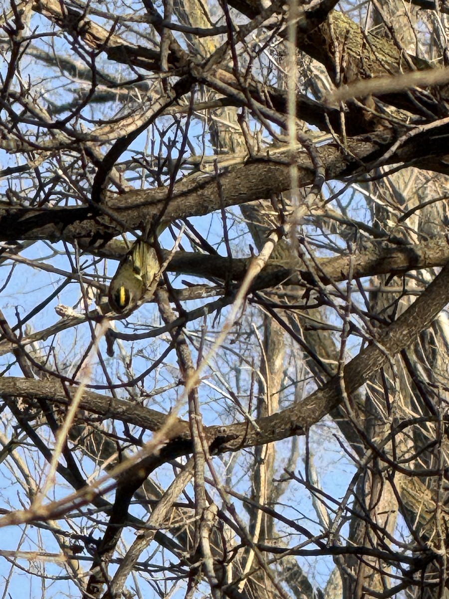 Golden-crowned Kinglet - ML647407969