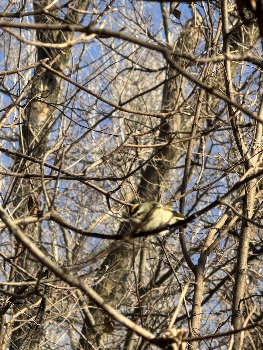 Golden-crowned Kinglet - ML647407970