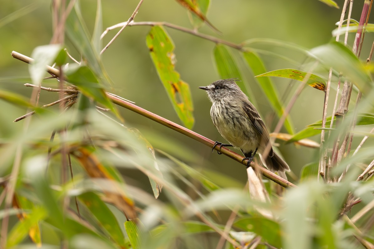 Tufted Tit-Tyrant - ML647407972