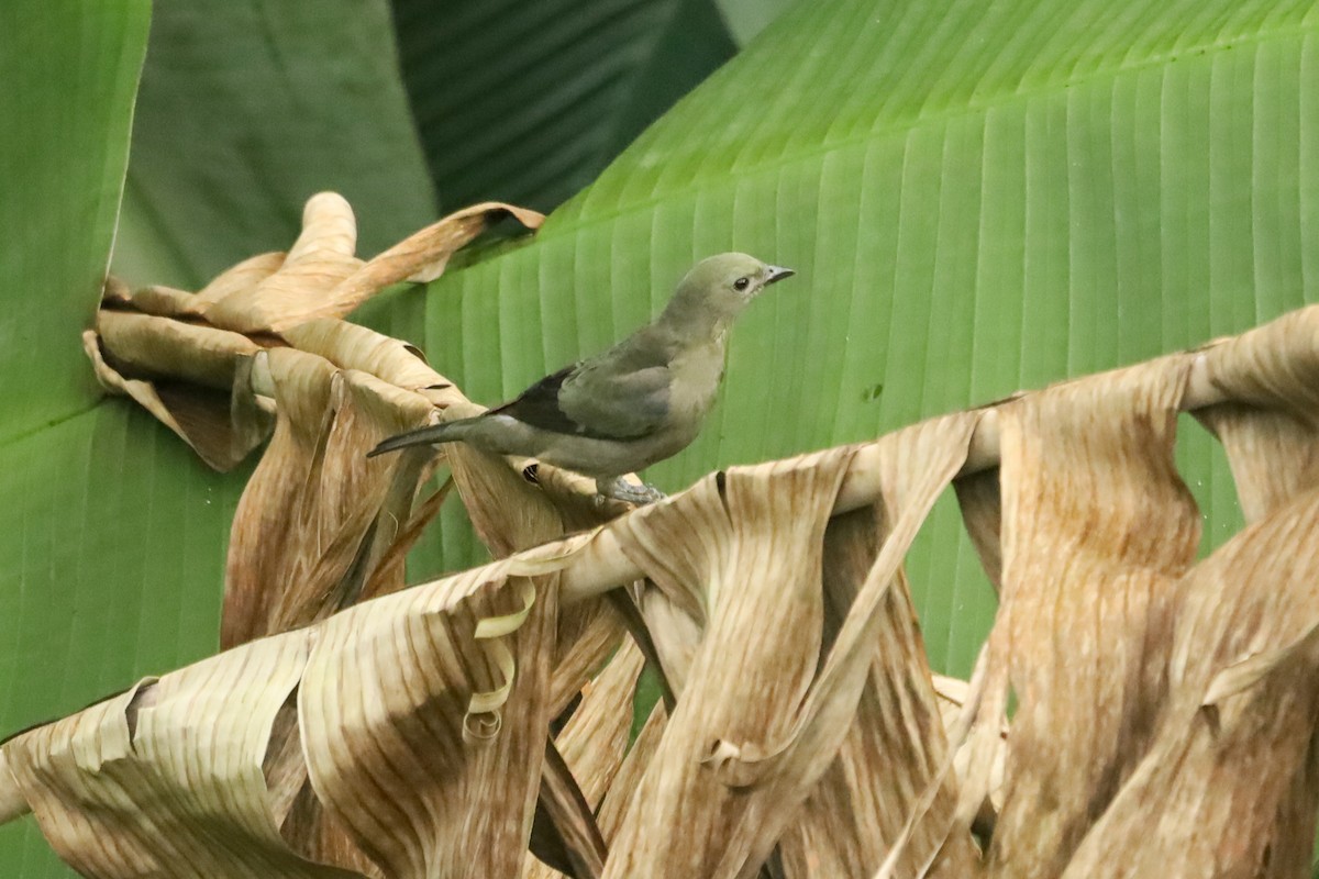 Palm Tanager - ML647407973