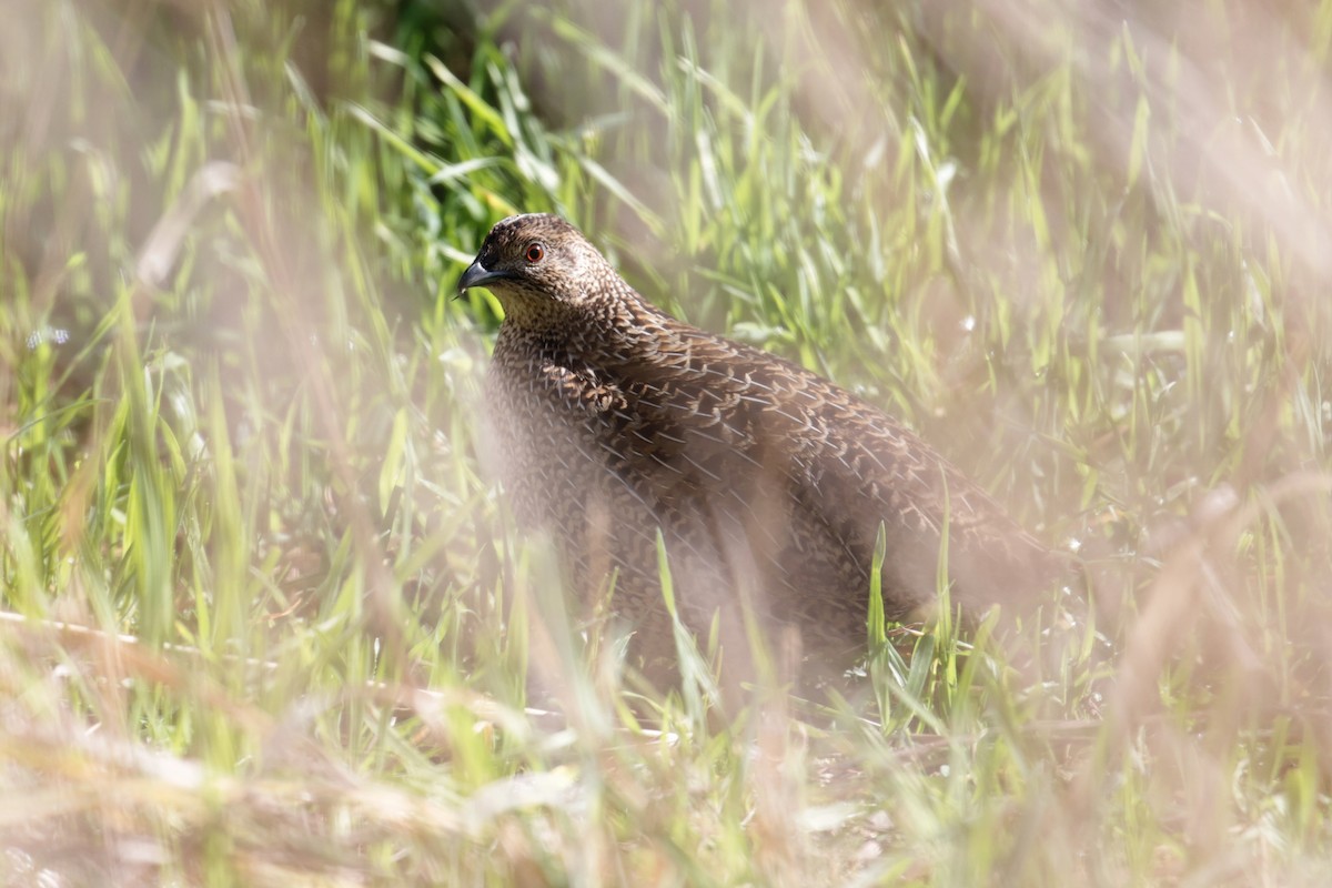 Brown Quail - ML647407974