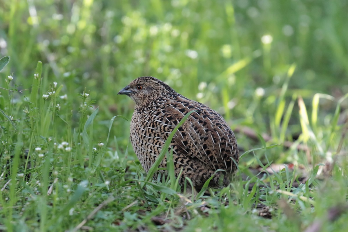 Brown Quail - ML647407975