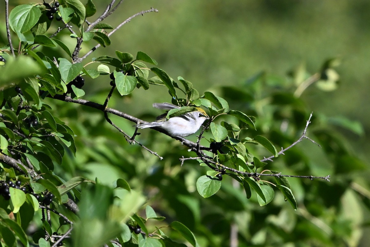Chestnut-sided Warbler - ML647407976