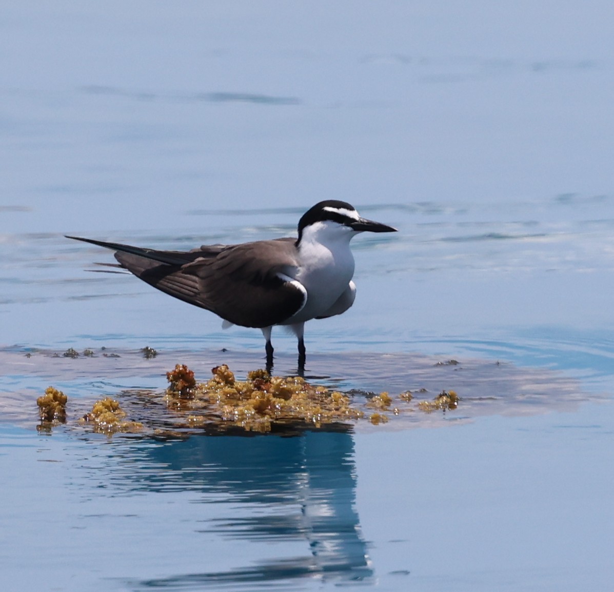 白眉燕鷗 - ML647407977