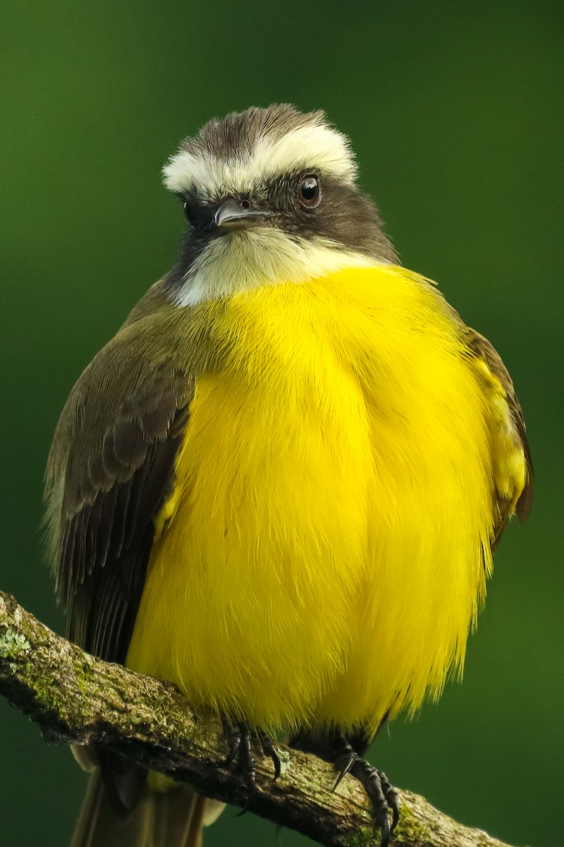 Social Flycatcher - ML647407983
