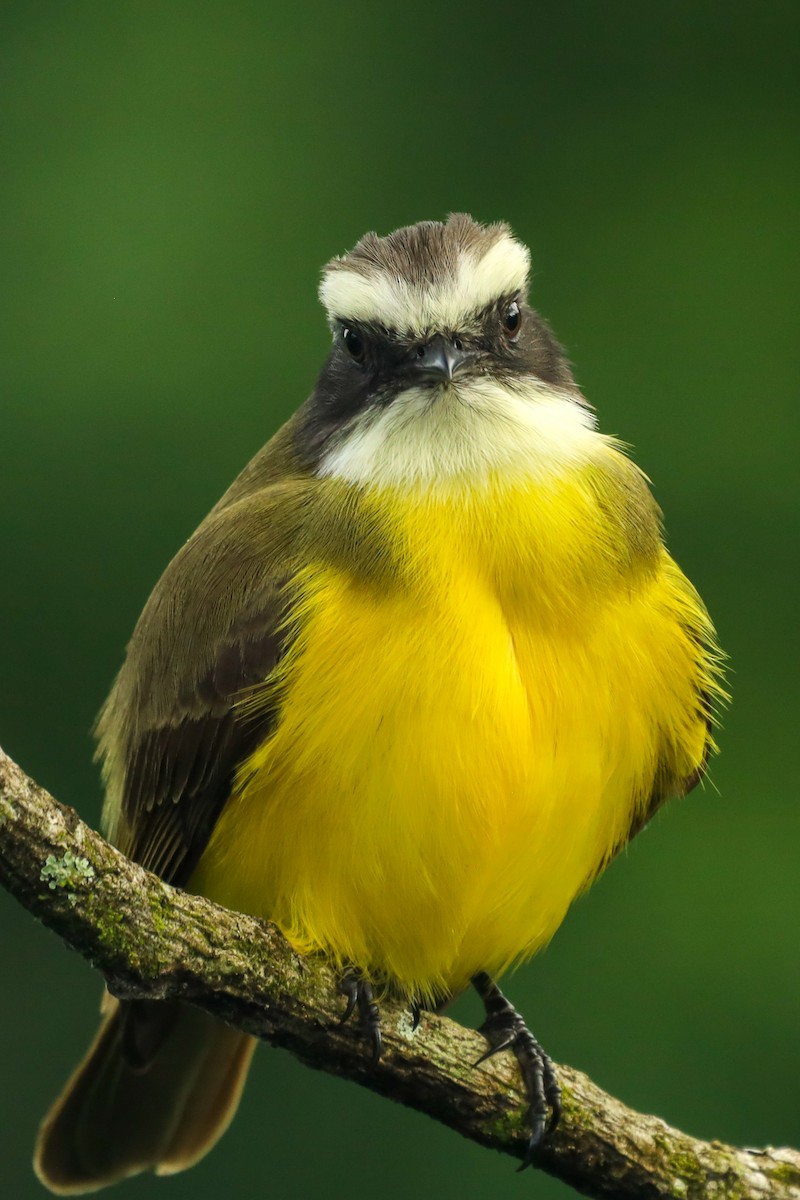 Social Flycatcher - ML647407984