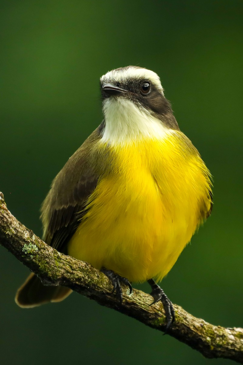 Social Flycatcher - ML647407985