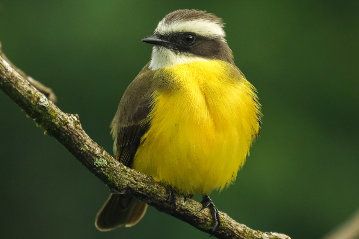 Social Flycatcher - ML647407986