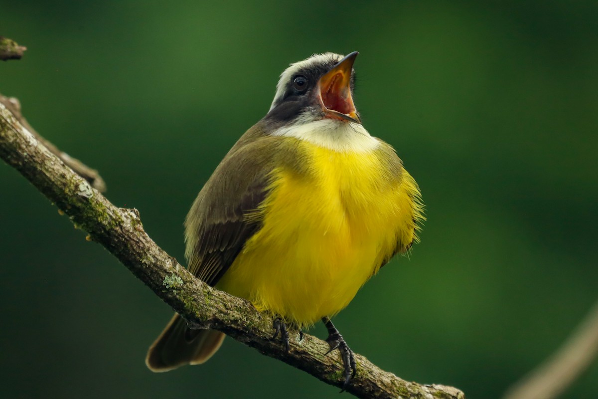 Social Flycatcher - ML647407987
