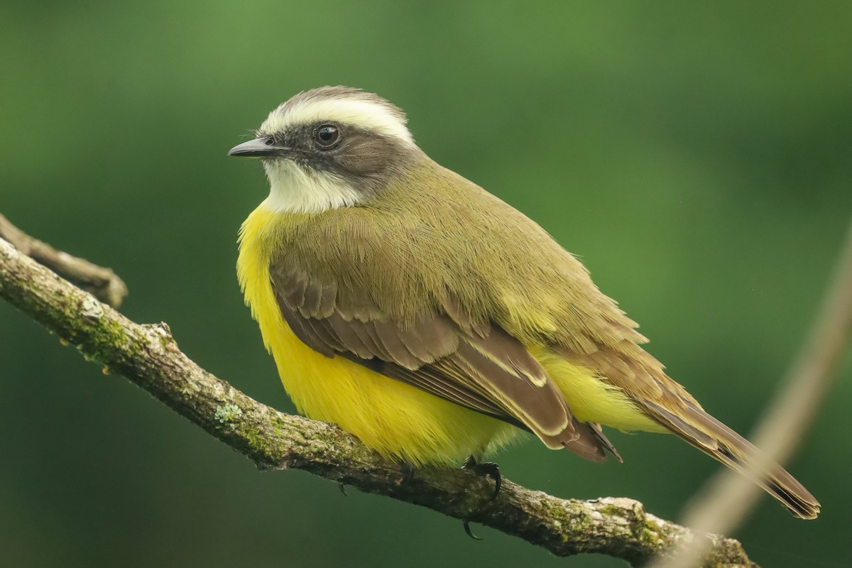 Social Flycatcher - ML647407988