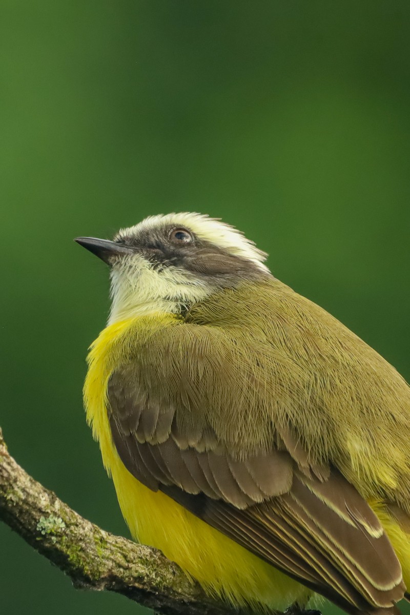 Social Flycatcher - ML647407989