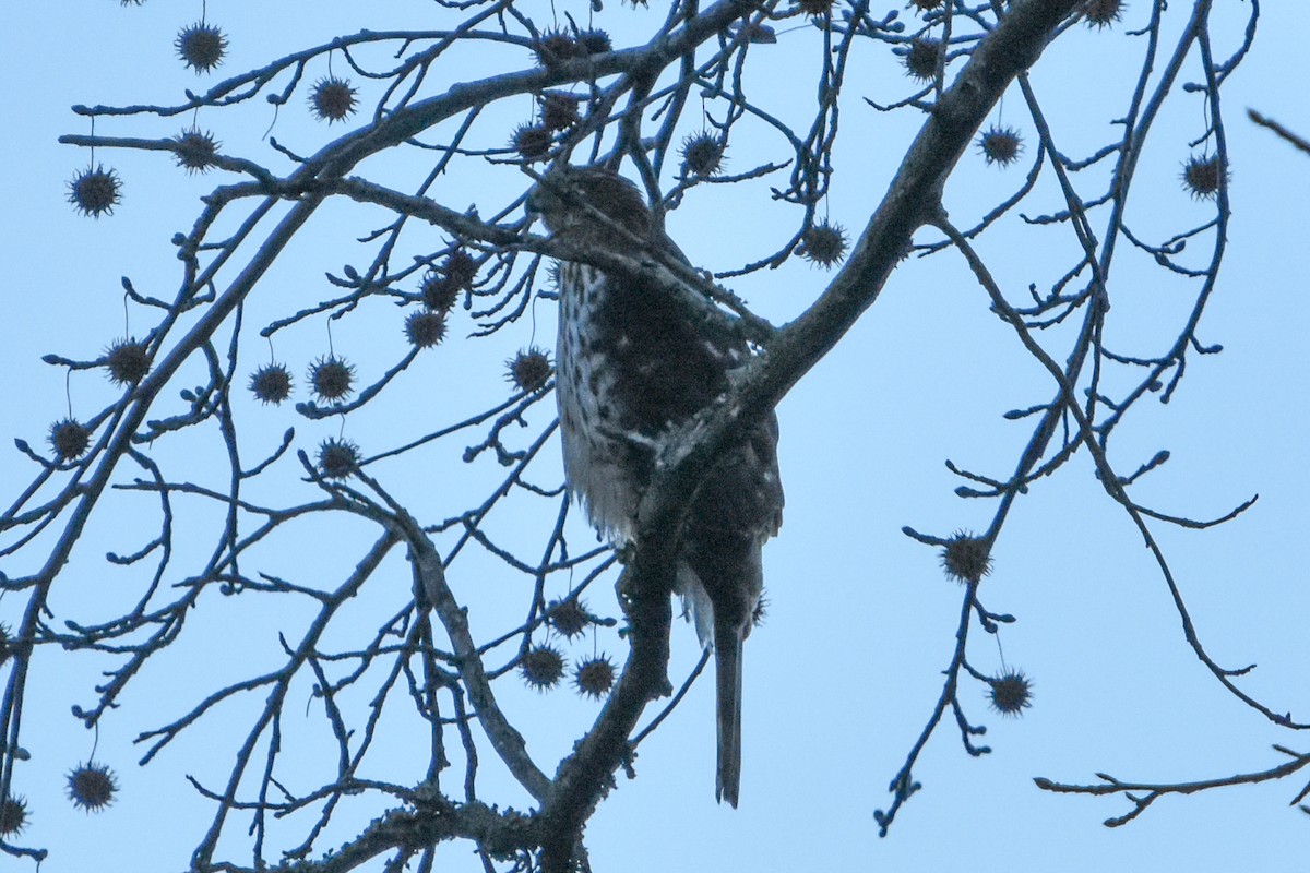 Cooper's Hawk - ML647407990