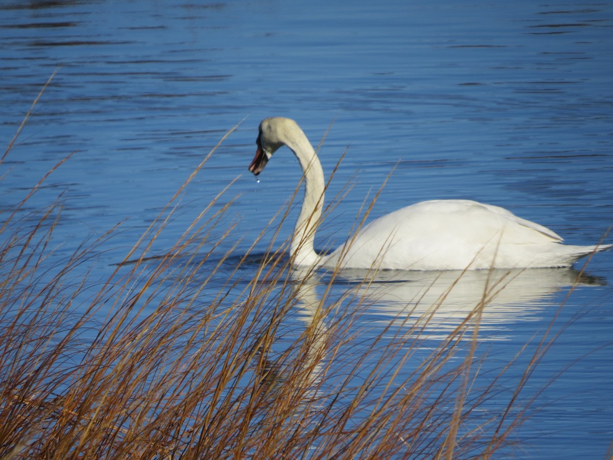 疣鼻天鵝 - ML647407995