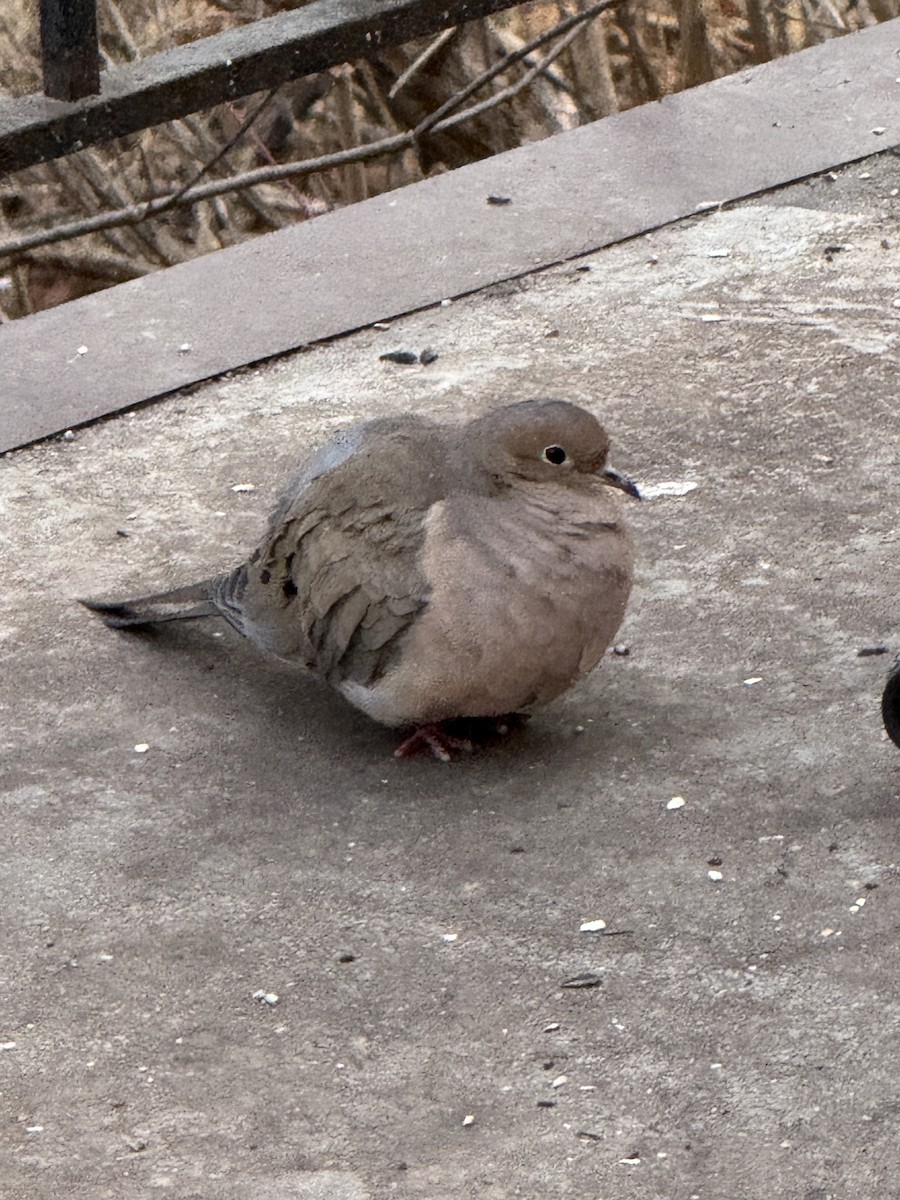 Mourning Dove - ML647408012