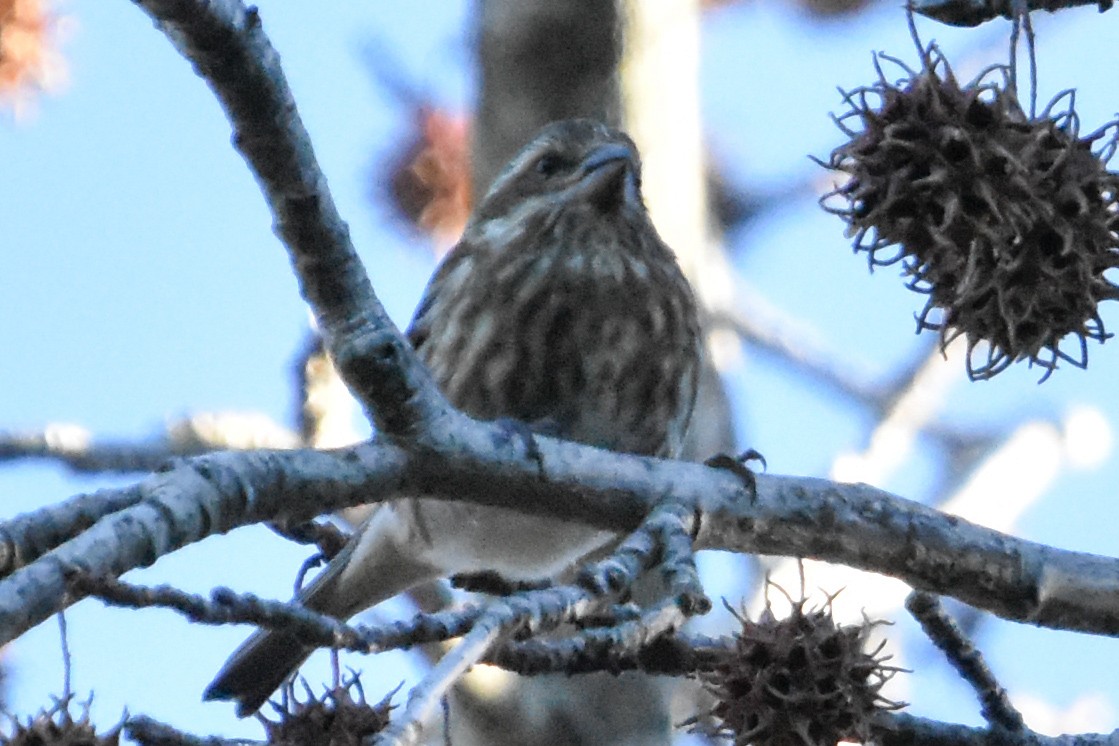 Purple Finch - ML647408024